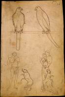 Folio 51 - Etude naturaliste et personnages